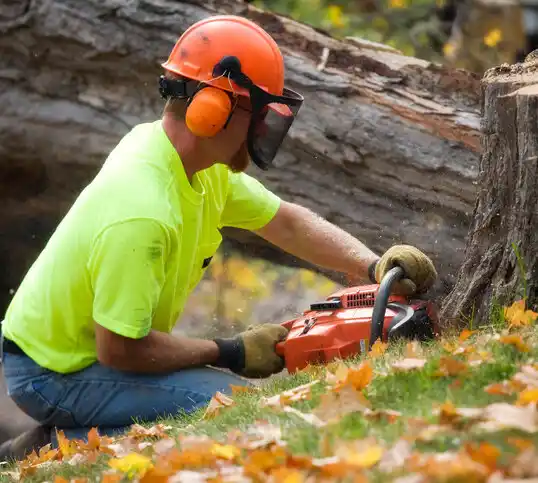tree services Temperance